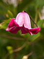 Clematis texensis Princess Diana IMG_7197 Powojnik